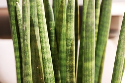 Bogenhanf - Sansevieria cylindrica