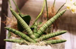 Bogenhanf - Sansevieria cylindrica