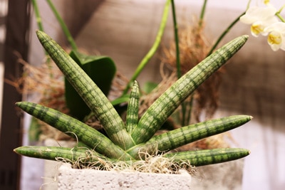 Bogenhanf - Sansevieria cylindrica