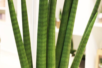 Bogenhanf - Sansevieria cylindrica