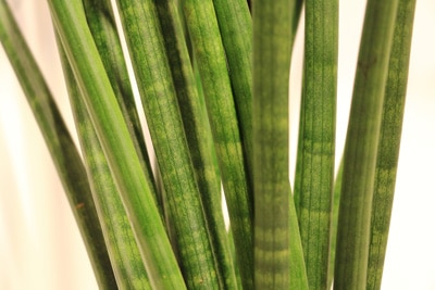 Bogenhanf - Sansevieria cylindrica