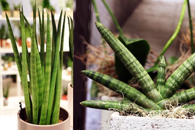 Bogenhanf - Sansevieria cylindrica