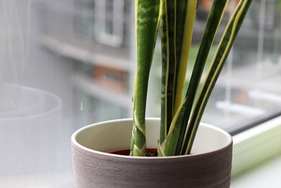 Bogenhanf - Sansevieria trifasciata