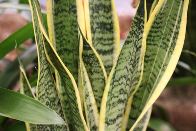 Bogenhanf - Sansevieria trifasciata