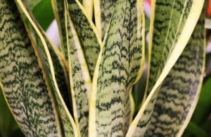 Bogenhanf - Sansevieria trifasciata