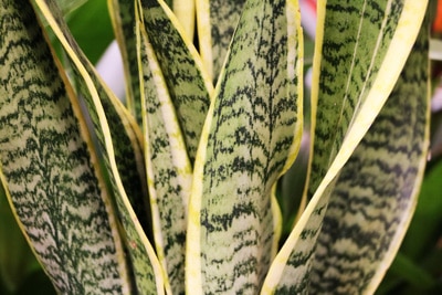 Bogenhanf - Sansevieria trifasciata