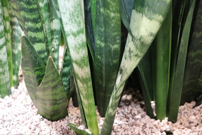 Bogenhanf - Sansevieria trifasciata