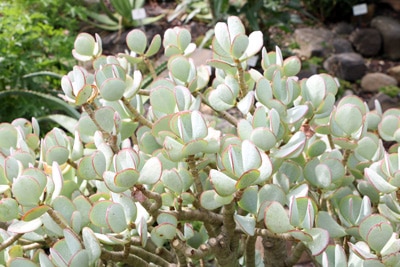 Crassula - Geldbaum - Pfennigbaum