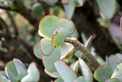 Crassula - Geldbaum - Pfennigbaum - Dickblatt