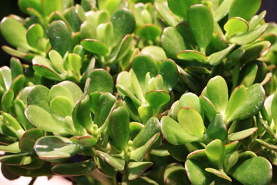 Crassula - Geldbaum - Pfennigbaum - Dickblatt