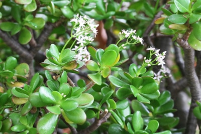 Crassula - Geldbaum - Pfennigbaum - Dickblatt