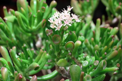 Crassula - Geldbaum - Pfennigbaum - Dickblatt