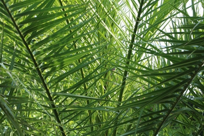 Dattelpalme, kanarische - Phoenix canariensis