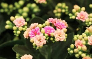 flammendes Käthchen - Kalanchoe