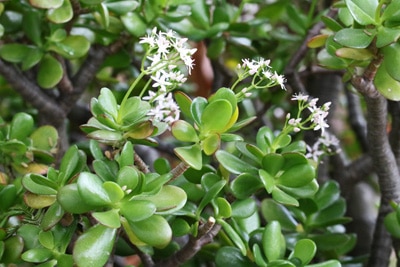 Geldbaum - Crassula ovata Geldbaum - Crassula ovata