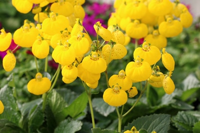 Pantoffelblume - Calceolaria