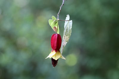 Schönmalve - Abutilon