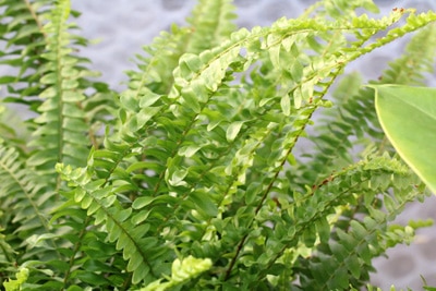 Schwertfarn - Nephrolepis cordifolia, Zimmerpflanze