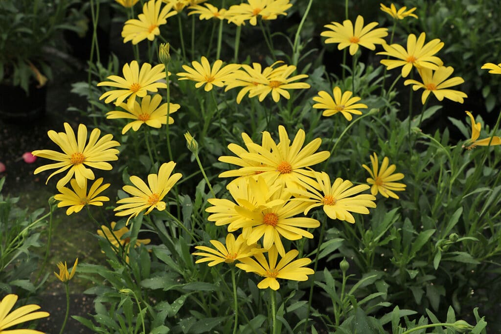 Kapkörbchen (Osteospermum)