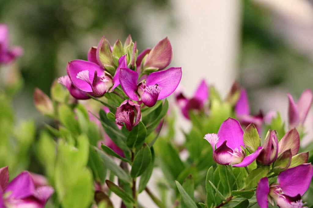 Kreuzblume (Polygala), Südbalkon