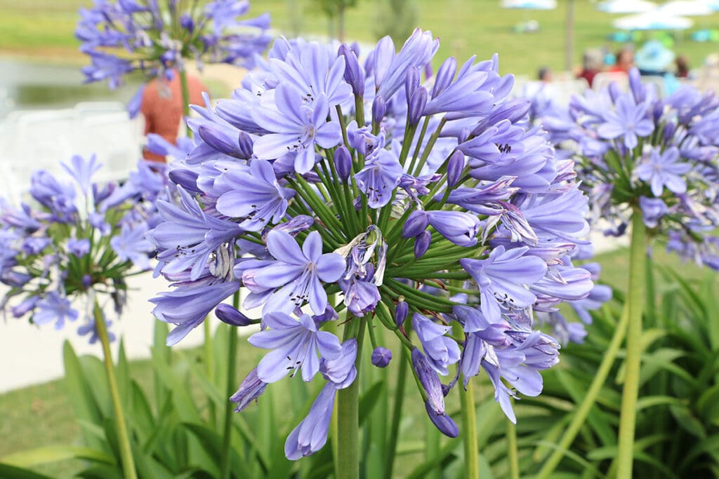 Schmucklilie (Agapanthus)