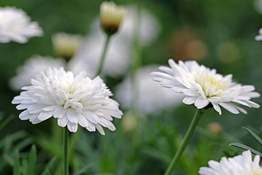 Strauchmargerite (Argyranthemum frutescens)