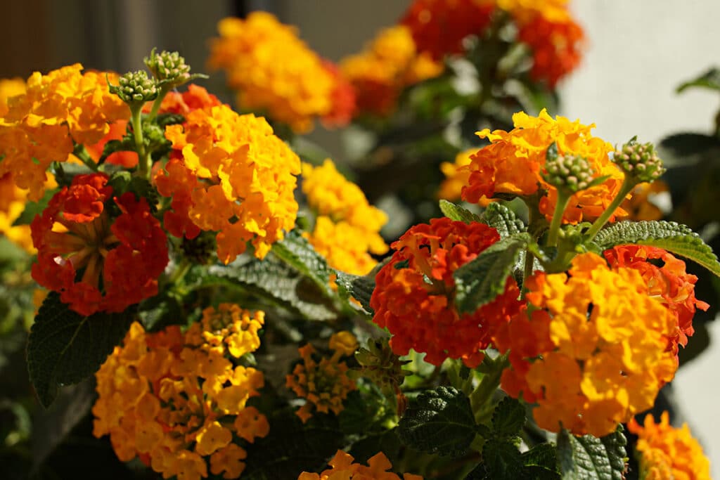 Wandelröschen (Lantana camara)