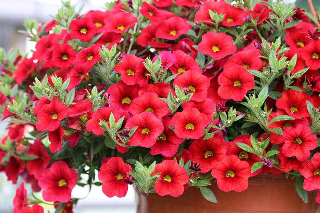 Zauberglöckchen (Calibrachoa), Pflanzen Südbalkon