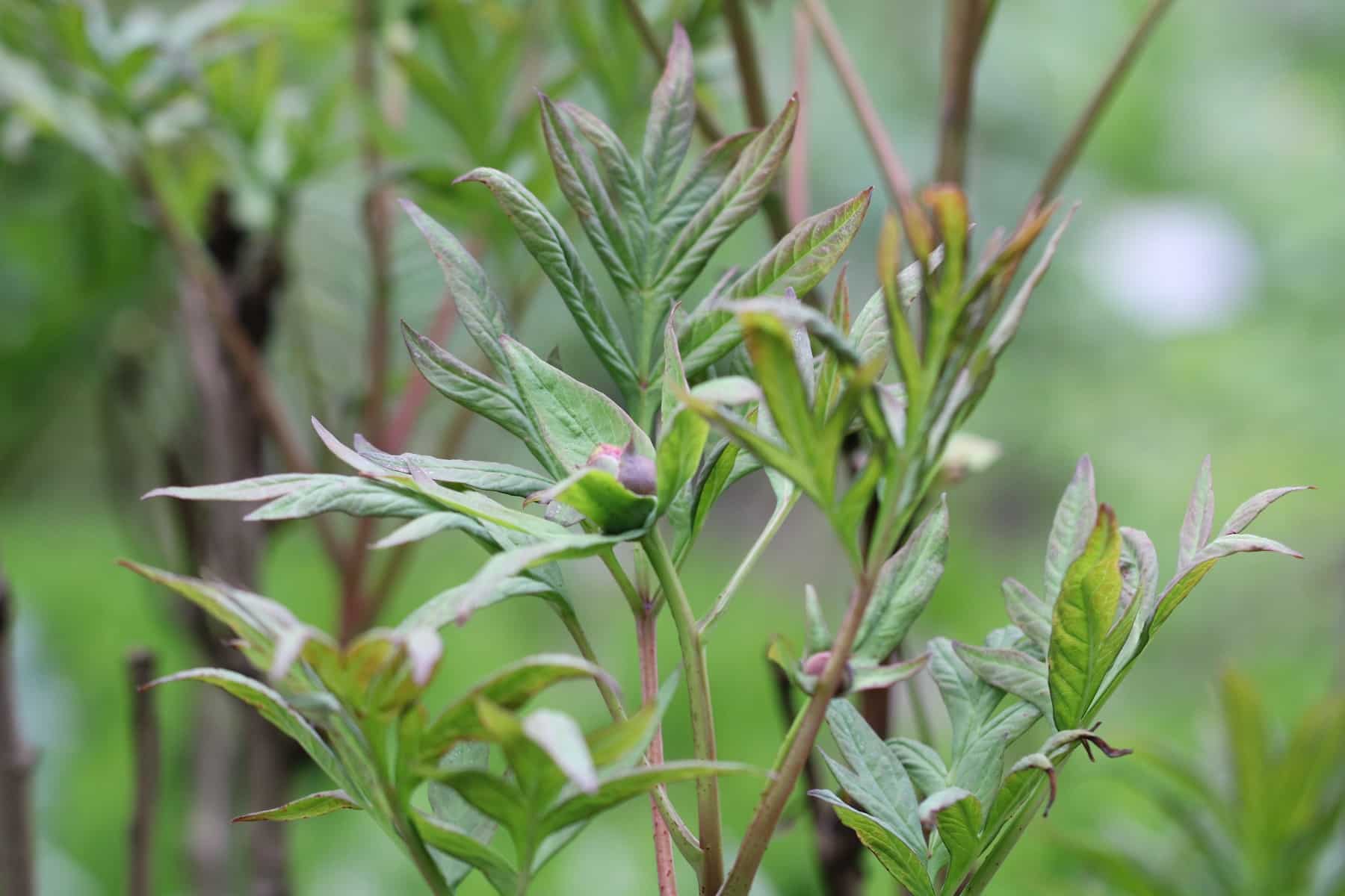 36+ Pfingstrosen Nach Der Blüte, Einen spritzer spülmittel ins