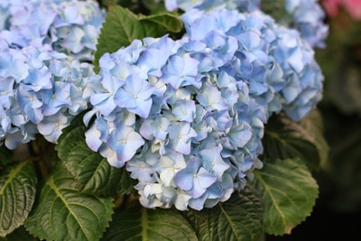 Hortensien - Hydrangea