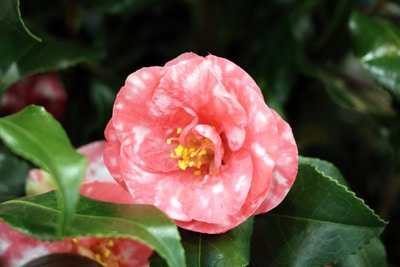 Kamelie - Camellia japonica