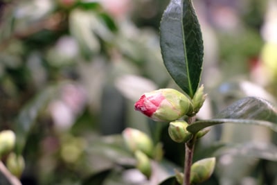 Kamelie verliert Blätter - Camellia japonica