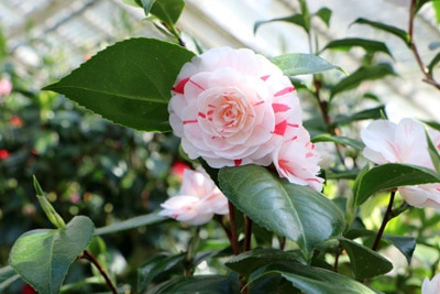 Kamelie - Camellia japonica