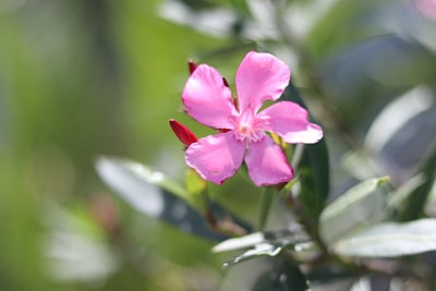 Oleander