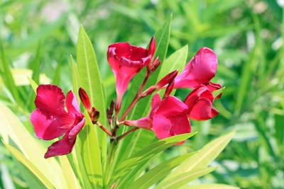 Oleander