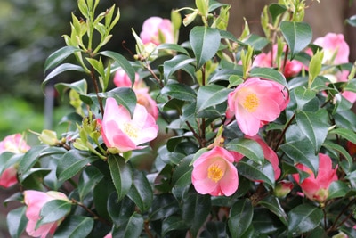 Camellia japonica