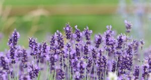 Lavandula angustifolia