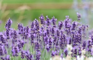 Lavandula angustifolia