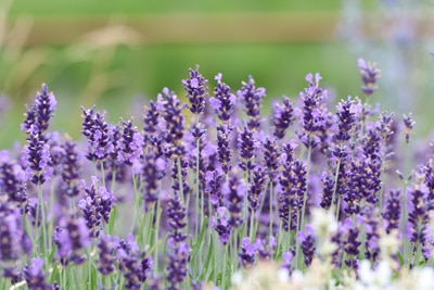 Lavandula angustifolia