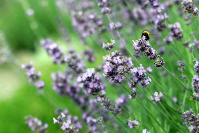 Lavendel - Lavandula angustifolia, Sträucher für Bienen