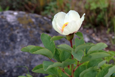 Pfingstrose - Paeonia