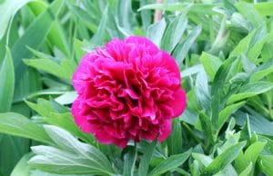 Pfingstrose - Paeonia winterharte Stauden