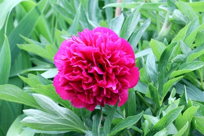 Pfingstrose - Paeonia winterharte Stauden