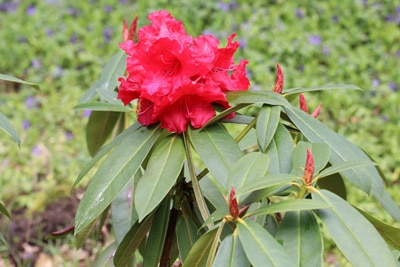 Rhododendron