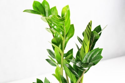 Zamioculcas zamiifolia - Glücksfeder - Zamie