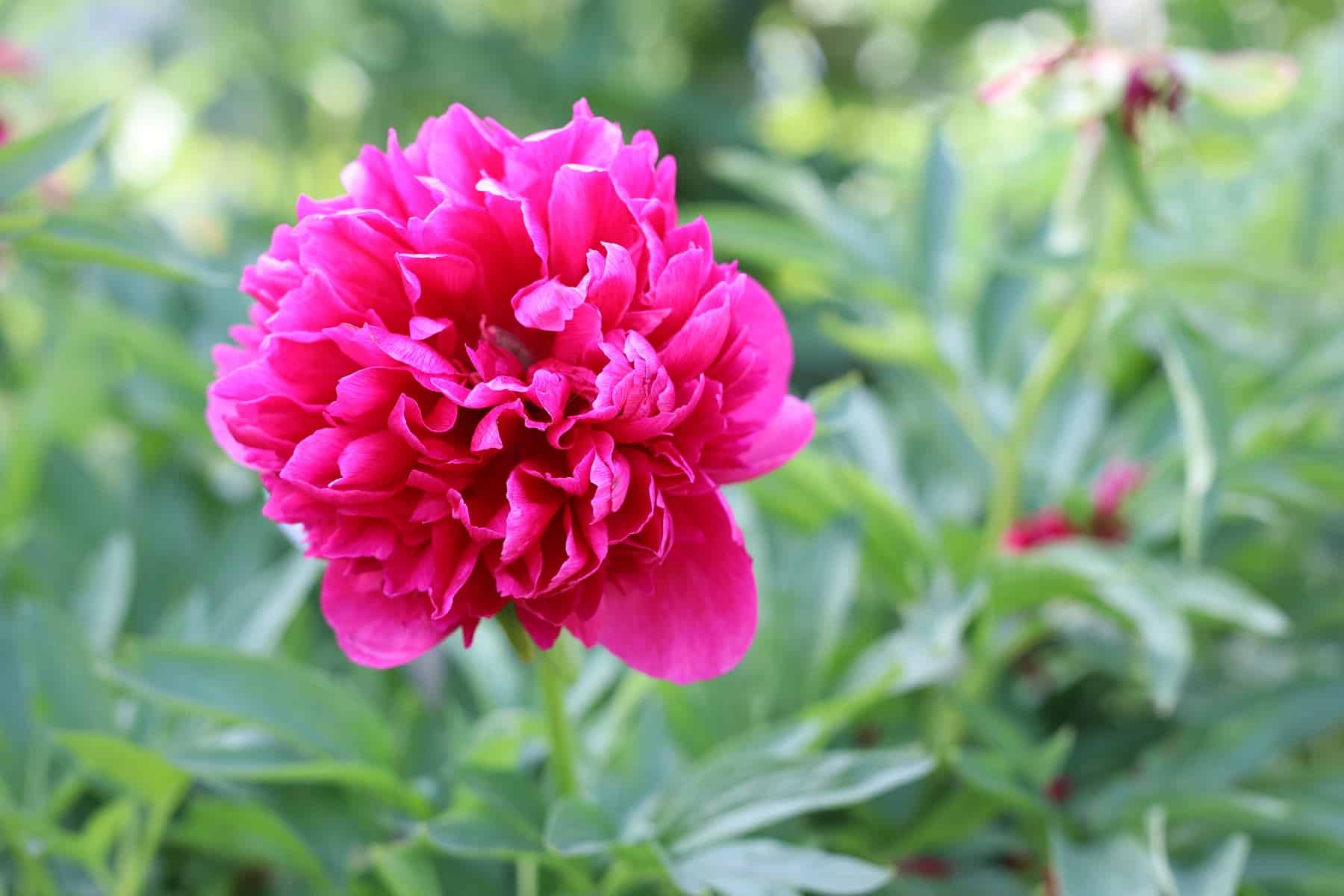 Wann blühen meine Pfingstrosen? Alles zur Blütezeit Gartendialog.de