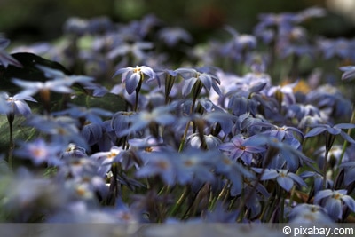 Sternblume - Ipheion