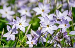 Sternblume - Ipheion