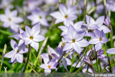 Sternblume - Ipheion