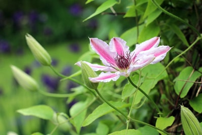 Clematis - Nelly Moser